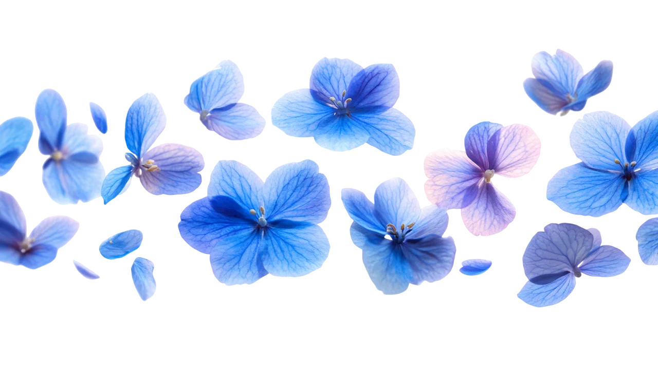 Floating Blue Hydrangea Petals Header Border Free PNG