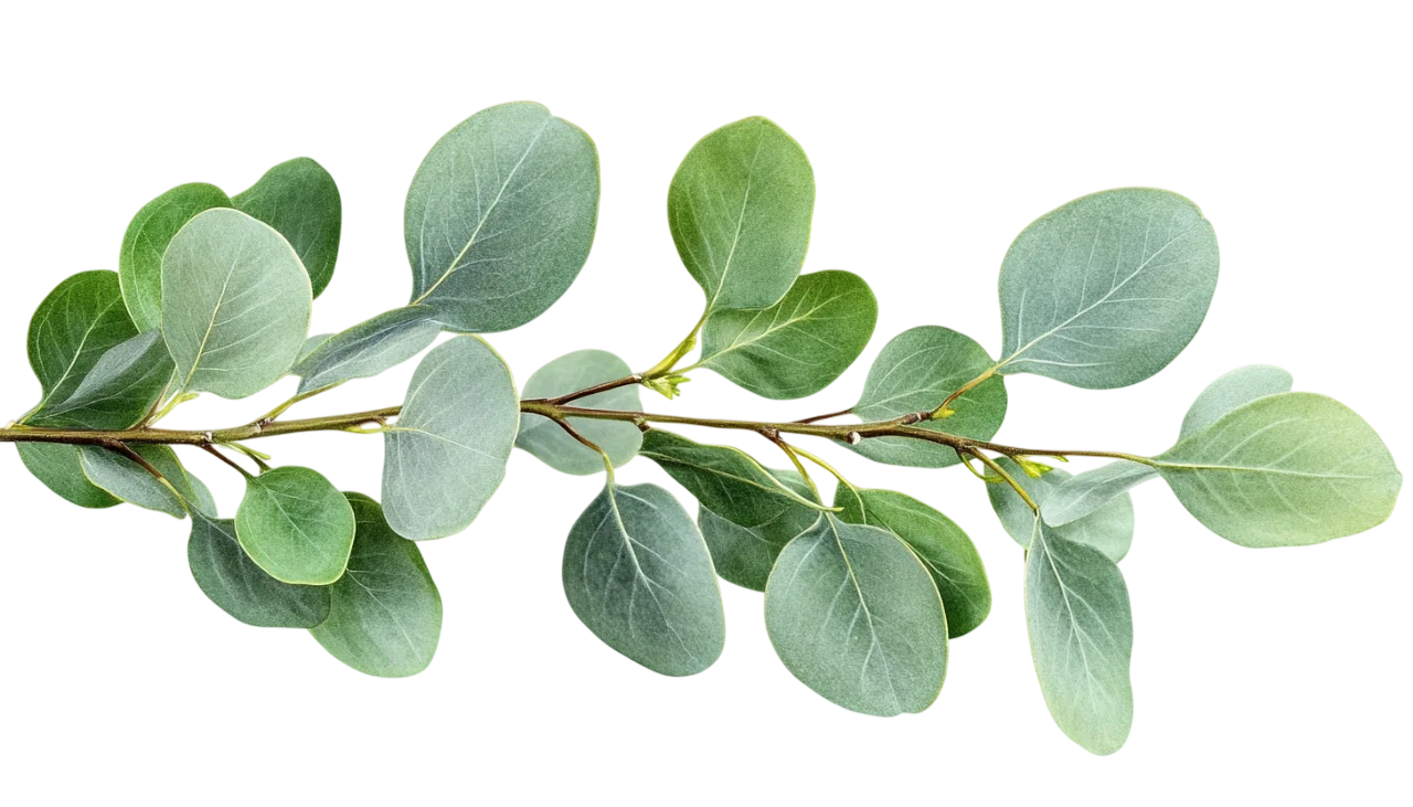 Fresh Green Eucalyptus Leaves Branch Stem Cutout Free PNG
