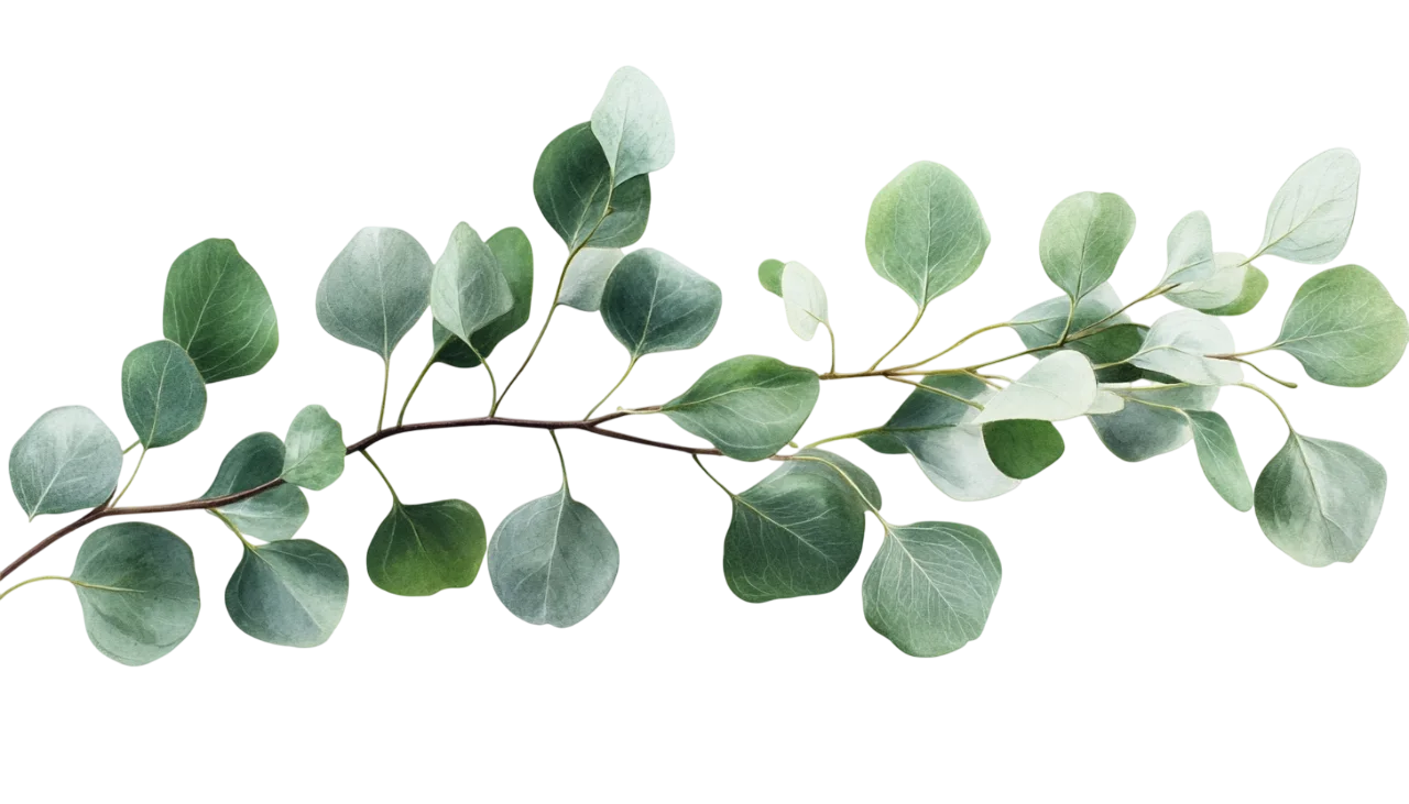 Green Eucalyptus Leaves Branch Floral Sprig Free PNG