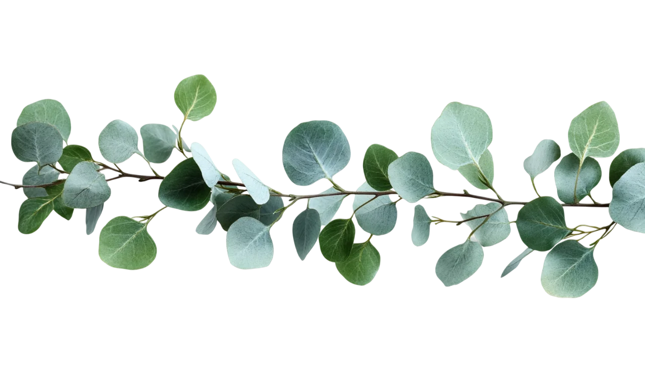 Silver Dollar Eucalyptus Branch Floral Garland Free PNG
