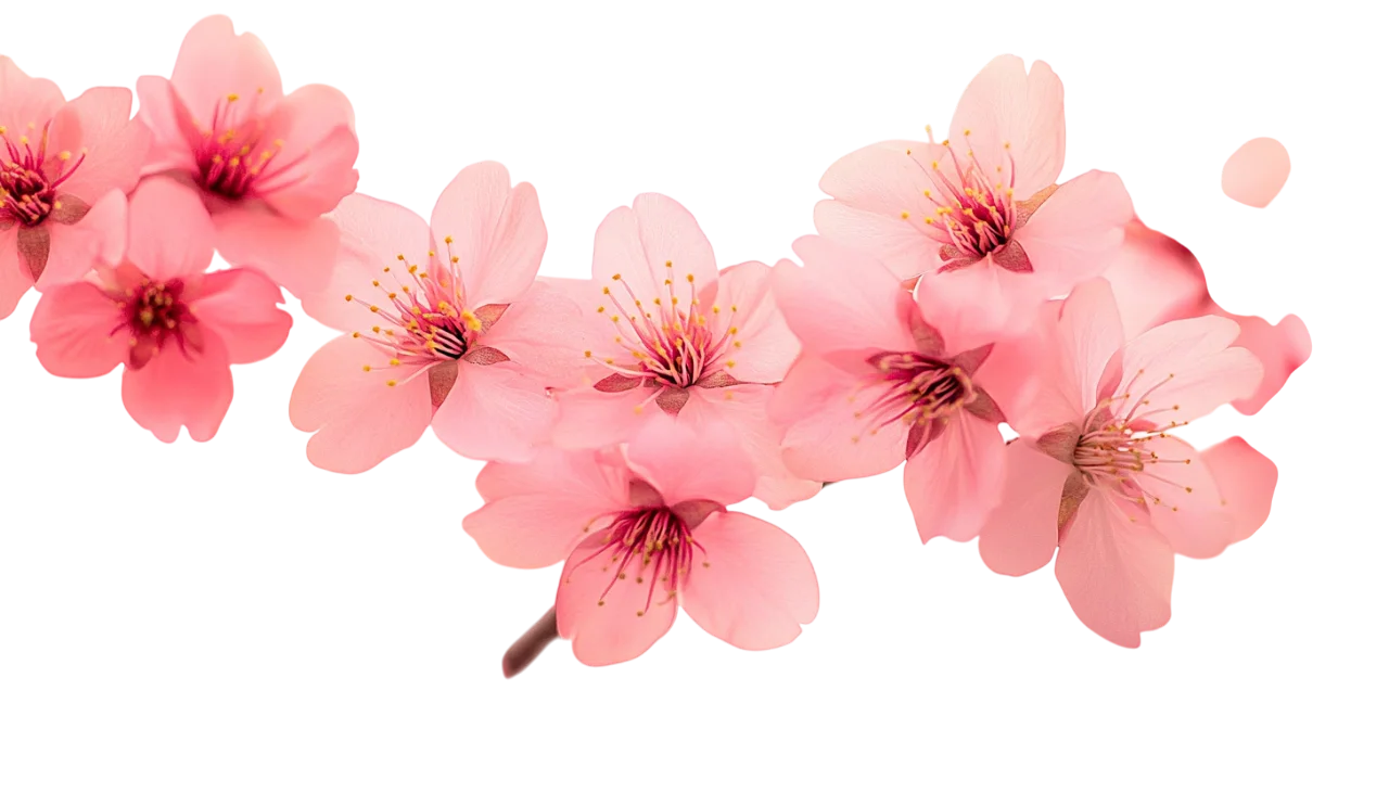 Clustered Pink Peach Blossom Flowers on Branch Free PNG