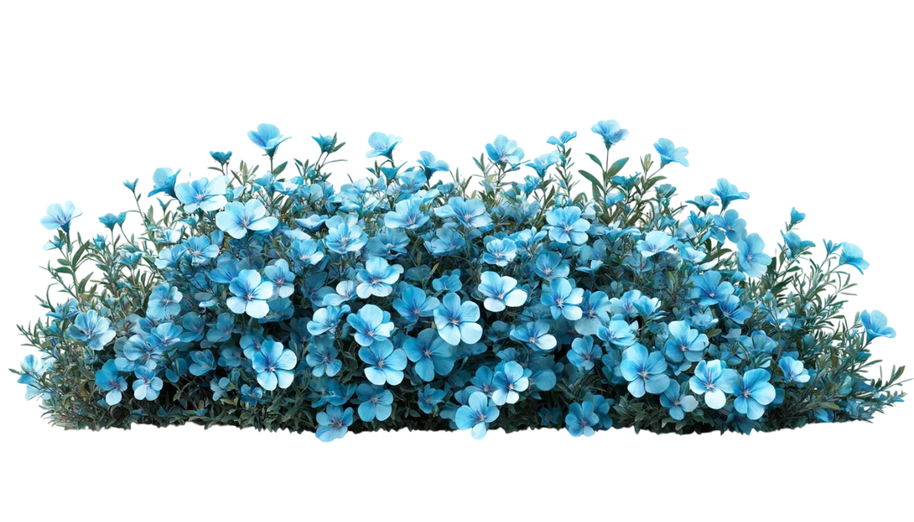 Lush Blue Hydrangea Flower Bush Garden Bed Free PNG