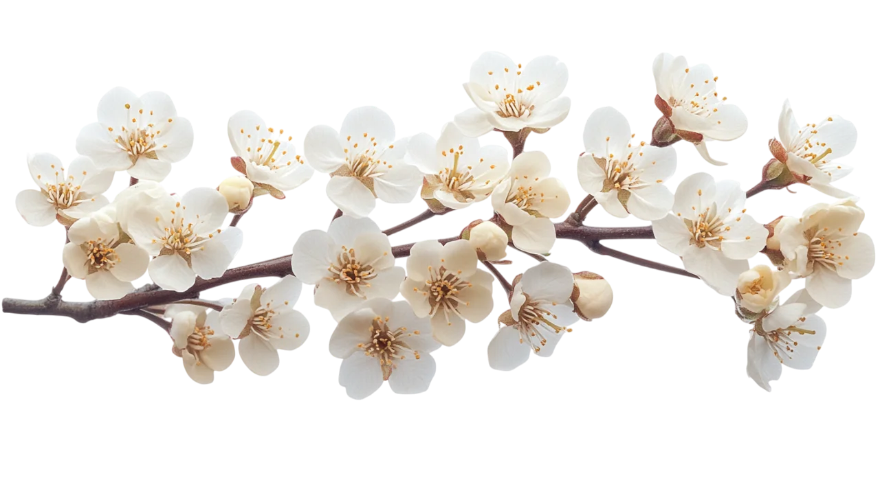 Blooming White Cherry Blossom Flower Branch Free PNG