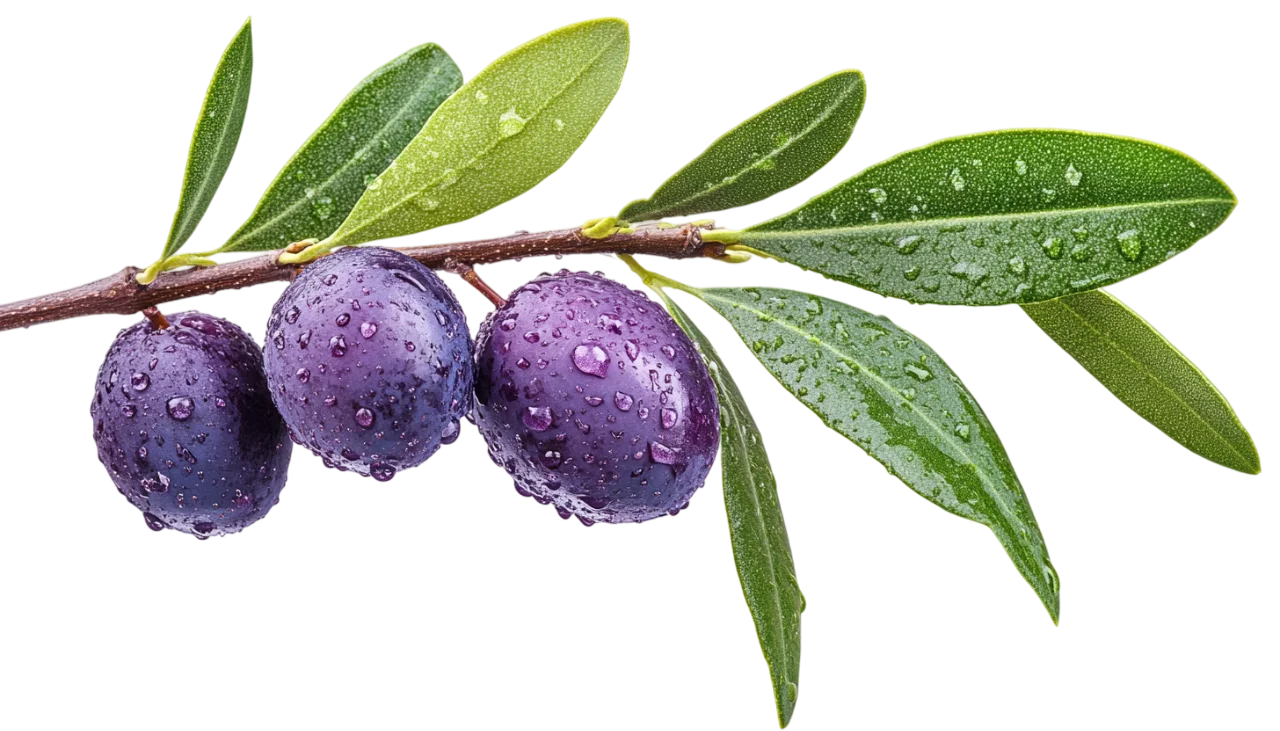 Ripe Purple Olives on Branch with Leaves Free PNG
