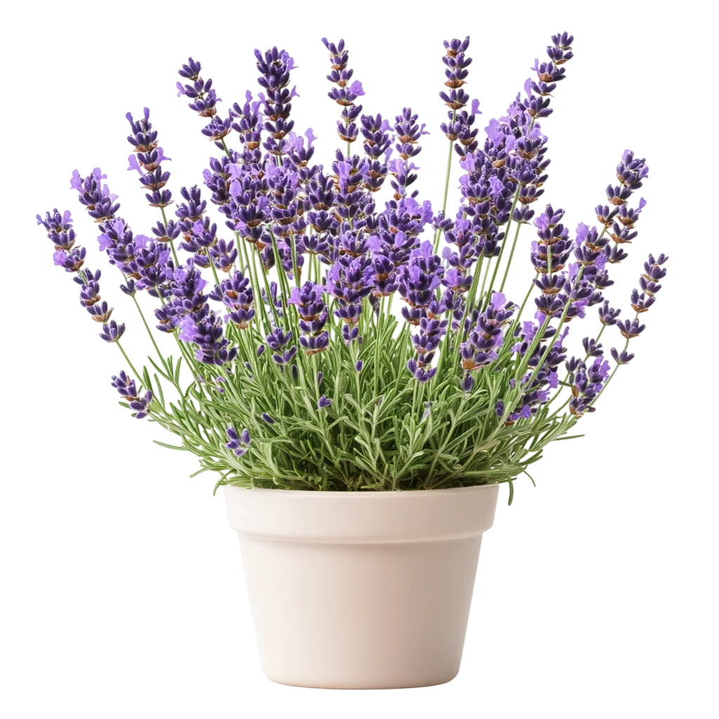 Potted Lavender Flower Plant in Clay Pot Free PNG
