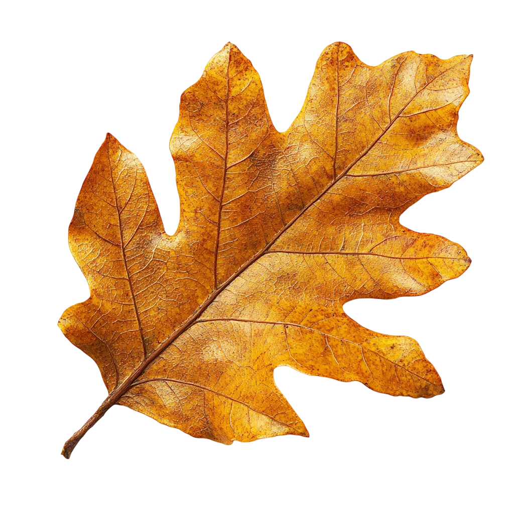 Golden Yellow Autumn Oak Leaf Cutout Free PNG
