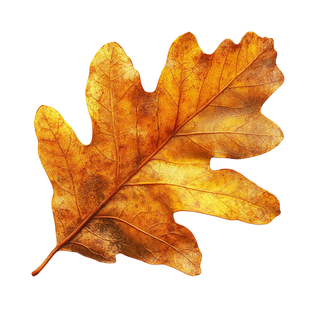 Golden Autumn Oak Leaf Fall Foliage Free PNG