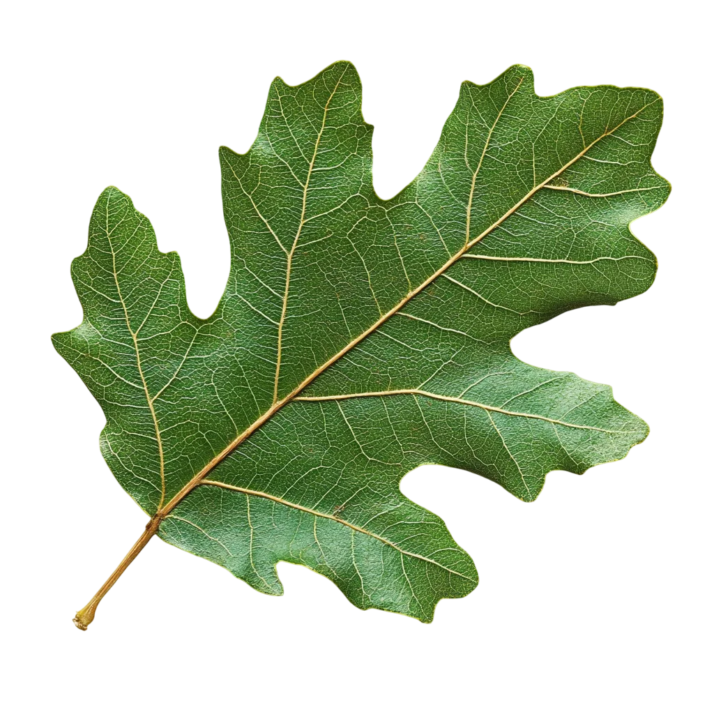 Vibrant Green Oak Tree Leaf Free PNG Cutout