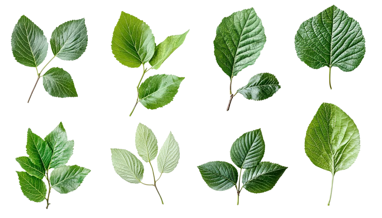 Assorted Green Leaves and Twigs Set Free PNG