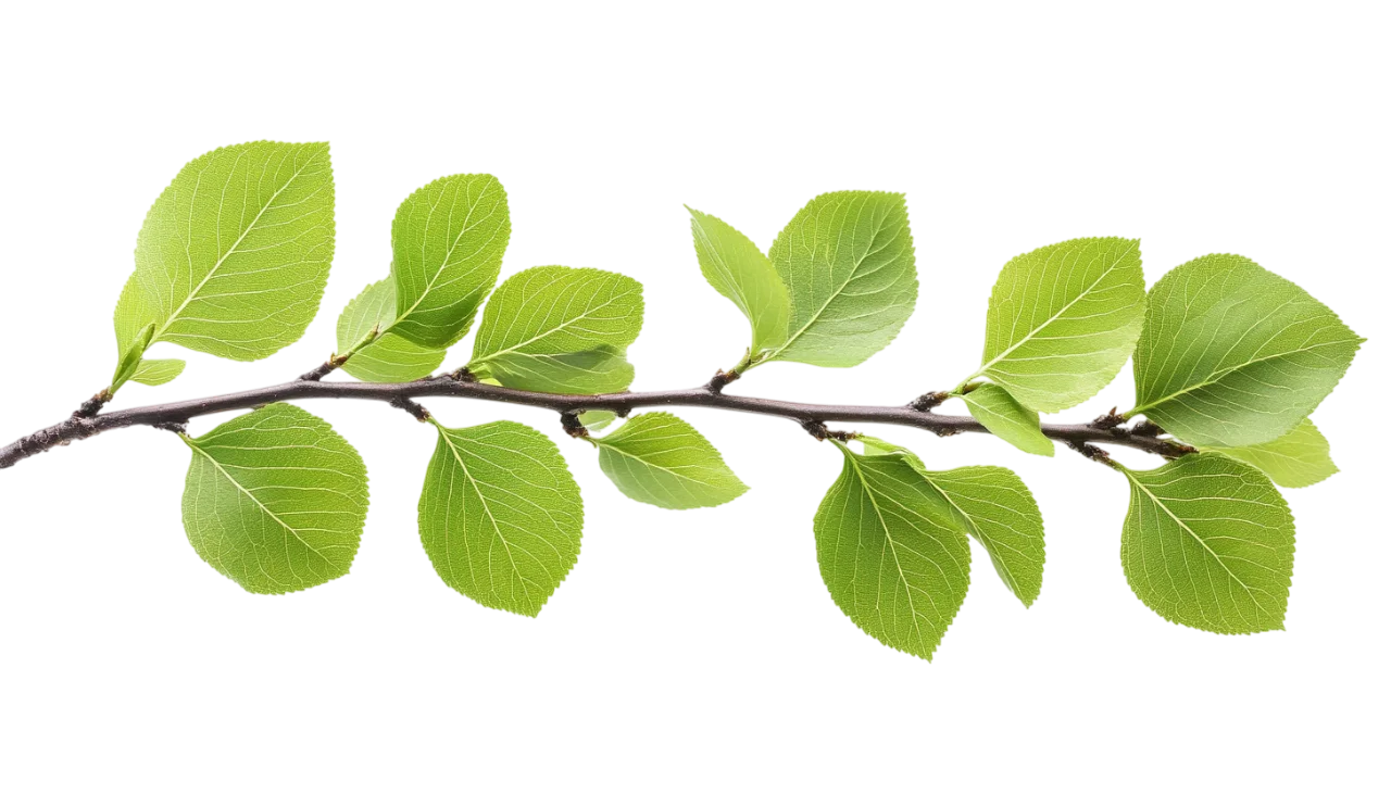 Fresh Green Birch Leaves Tree Branch Free PNG