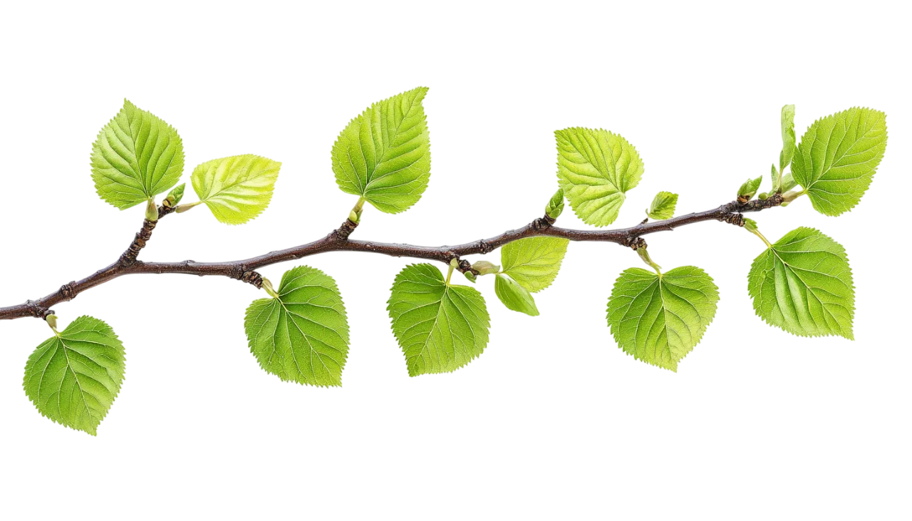 Fresh Green Lime Leaves Tree Branch Free PNG