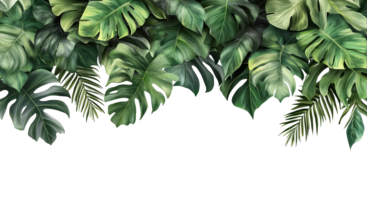 Tropical Palm and Monstera Leaves Header Border Free PNG