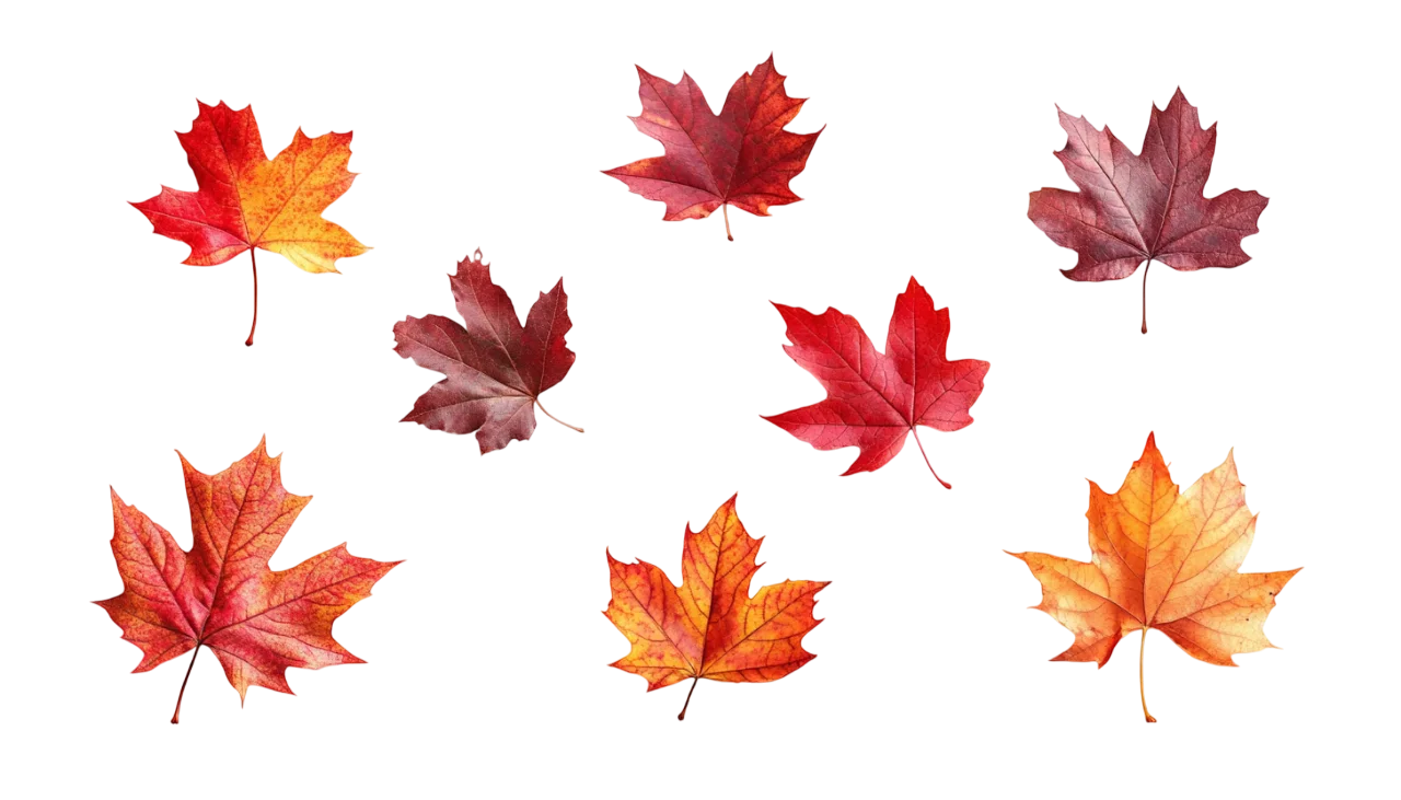 Autumn Leaves Flying Fall Foliage Free PNG Cutout