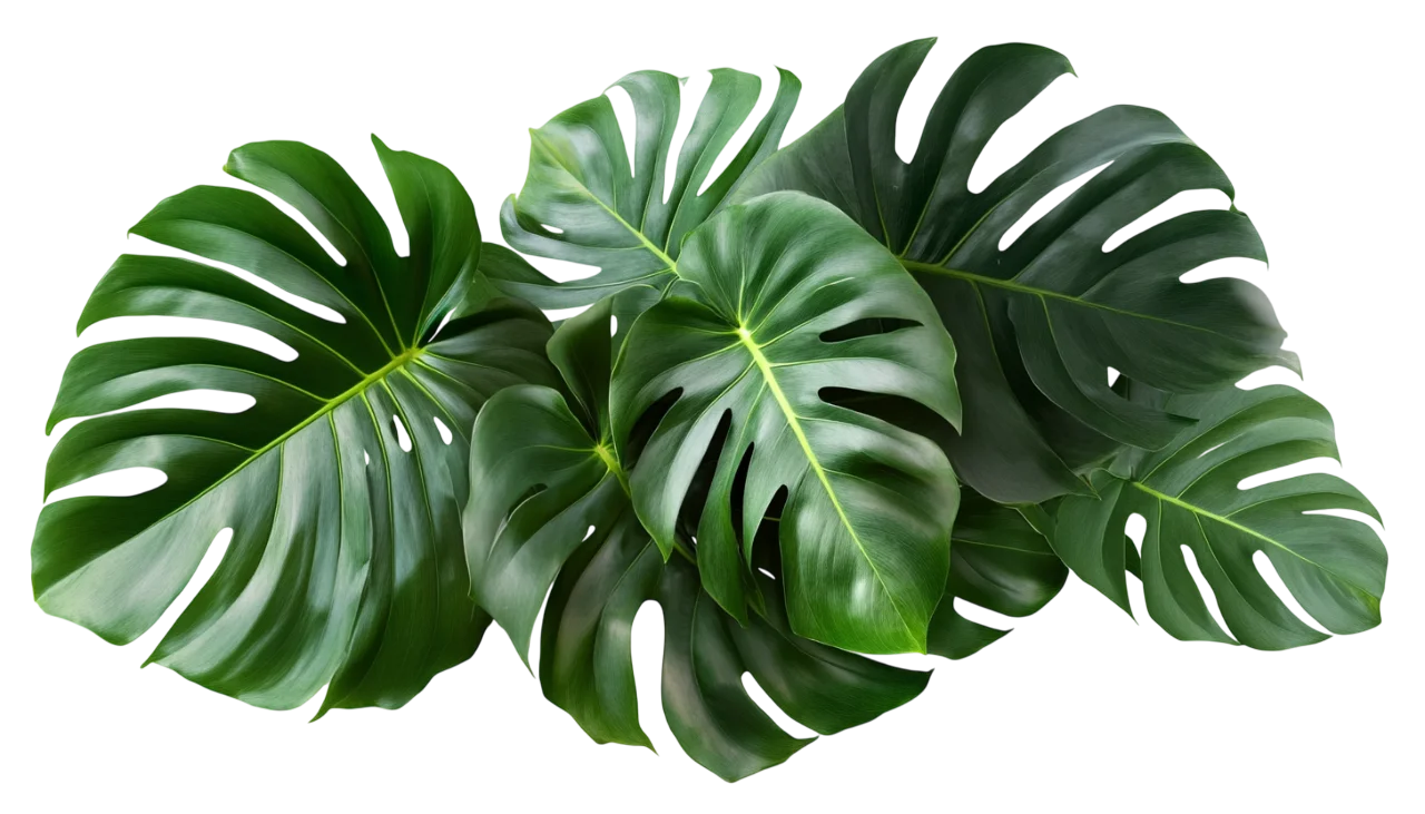 Monstera Leaves Tropical Hanging Garland Free PNG