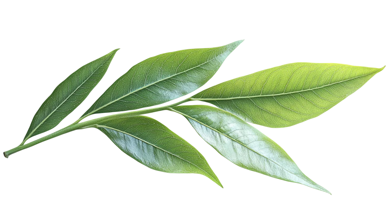 Green Tree Branch with Fresh Leaves Free PNG Cutout