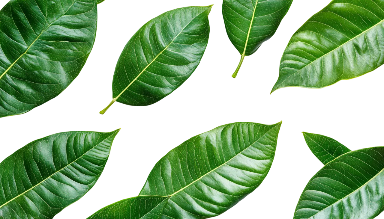 Fresh Green Leaves Botanical Pattern Free PNG