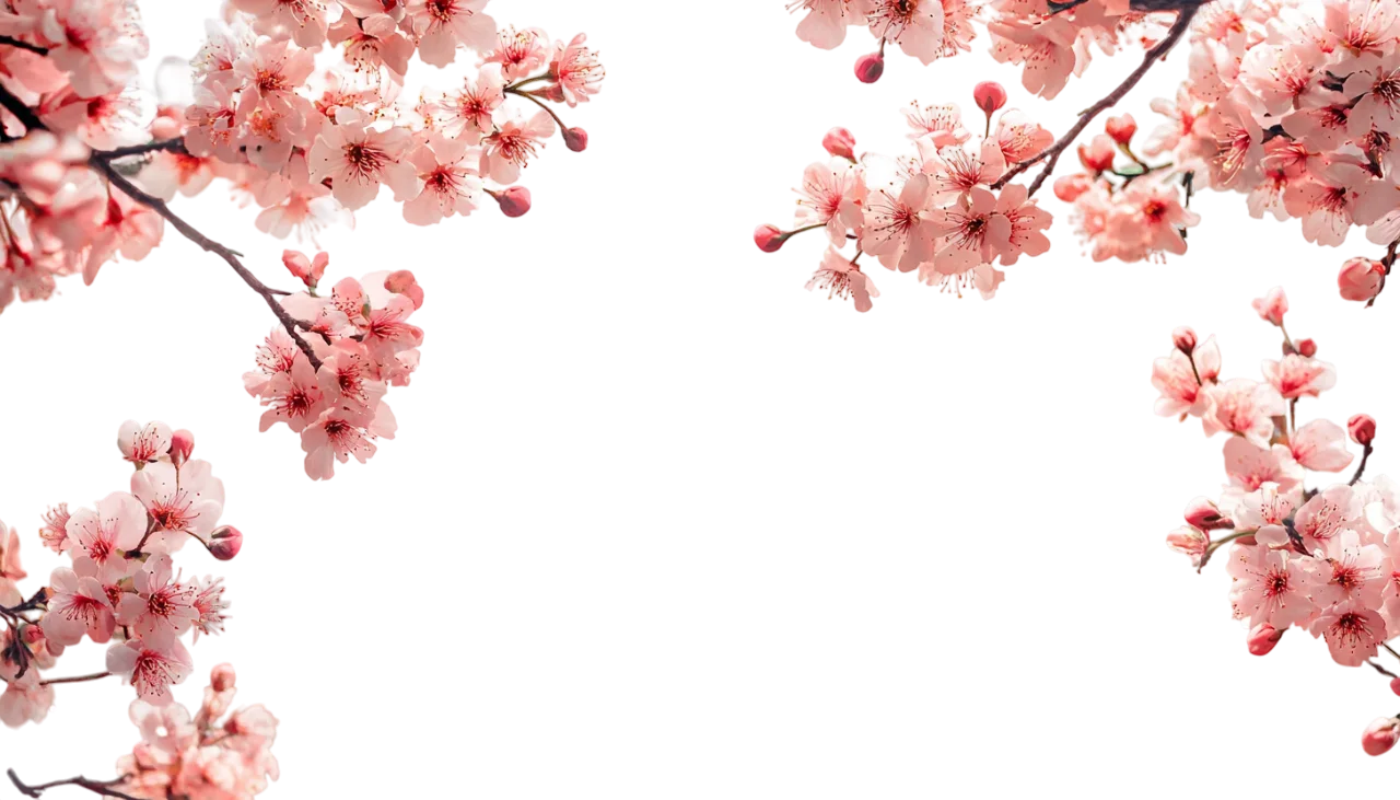 Delicate Cherry Blossom Top Border Frame Free PNG