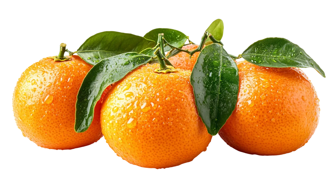 Mandarin Oranges on Branch with Leaves Free PNG