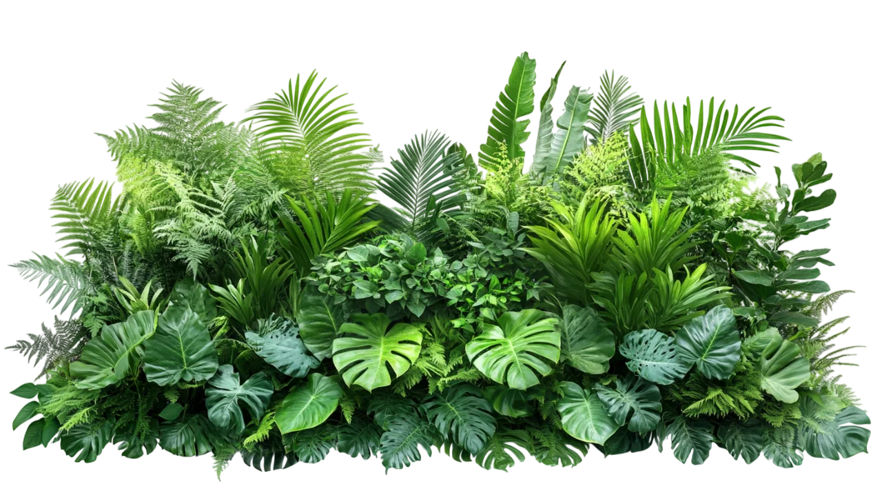 Exotic Jungle Greenery and Fern Bush Free PNG Cutout
