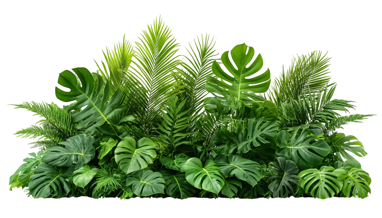 Dense Tropical Plant Hedge Foliage Free PNG Cutout