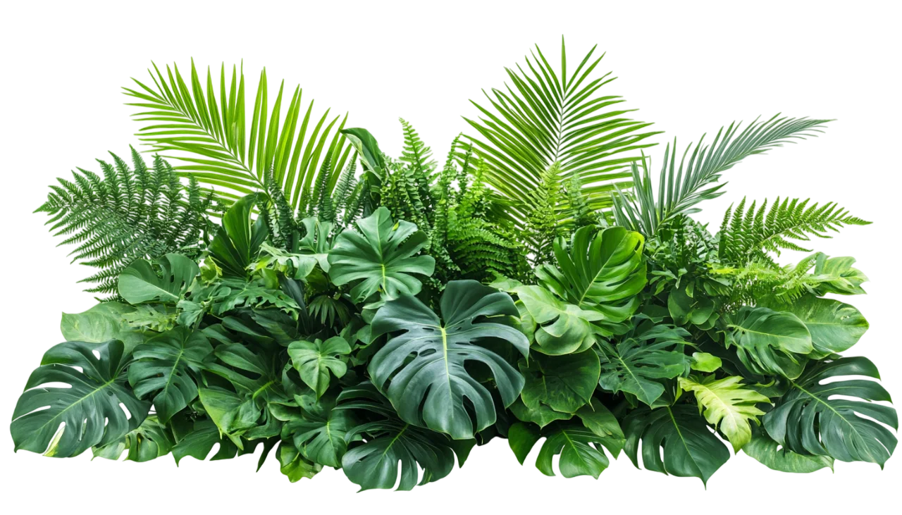 Lush Tropical Palm and Fern Leaves Border Free PNG