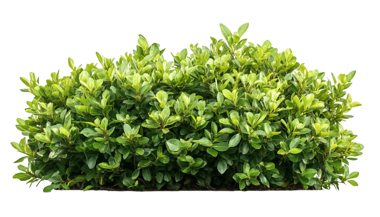 Vibrant Green Bush Shrub Foliage Plant Free PNG