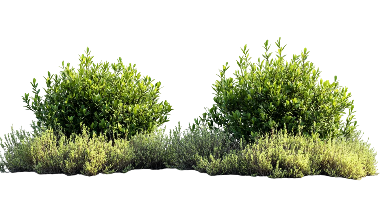 Landscape Green Bush Cluster Grass Hedge Free PNG