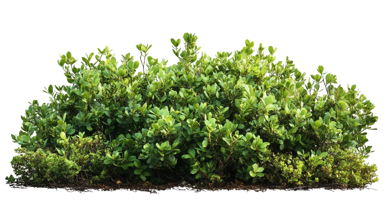 Green Boxwood Shrub Landscape Bush Plant Free PNG