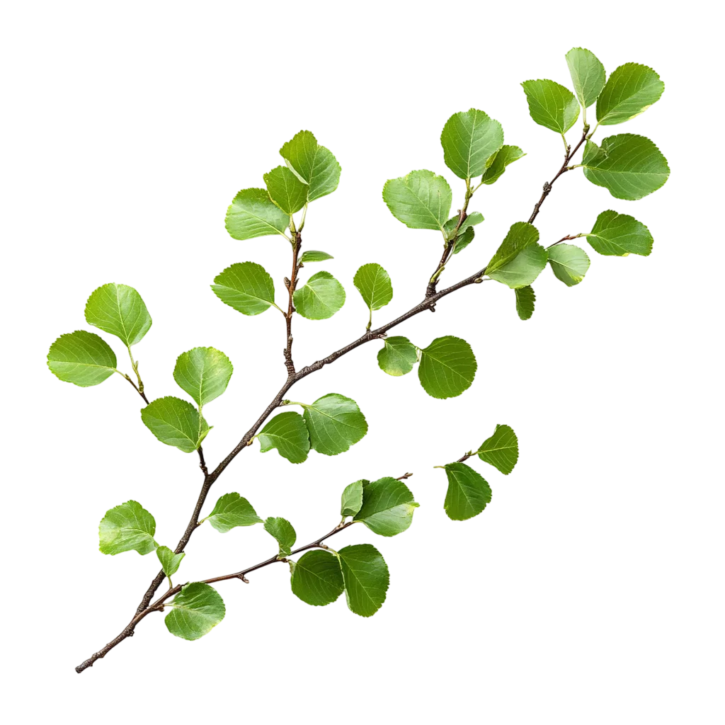 Green Leafy Tree Branch Free PNG Botanical Cutout