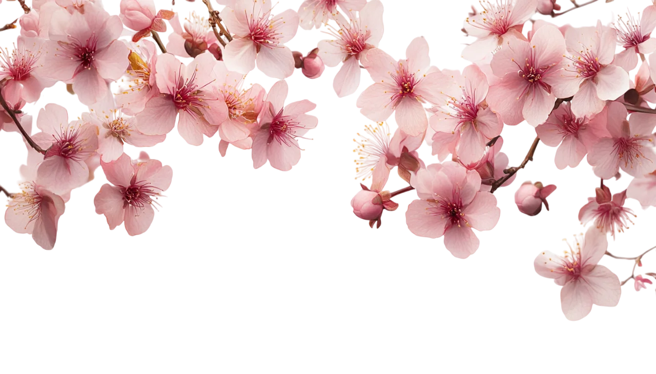 Pink Cherry Blossom Branch Top Garland Free PNG