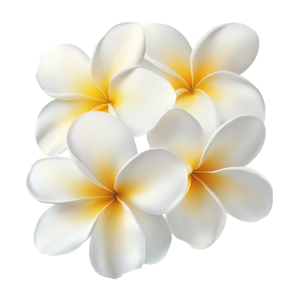 White Frangipani Plumeria Flower Bloom Free PNG