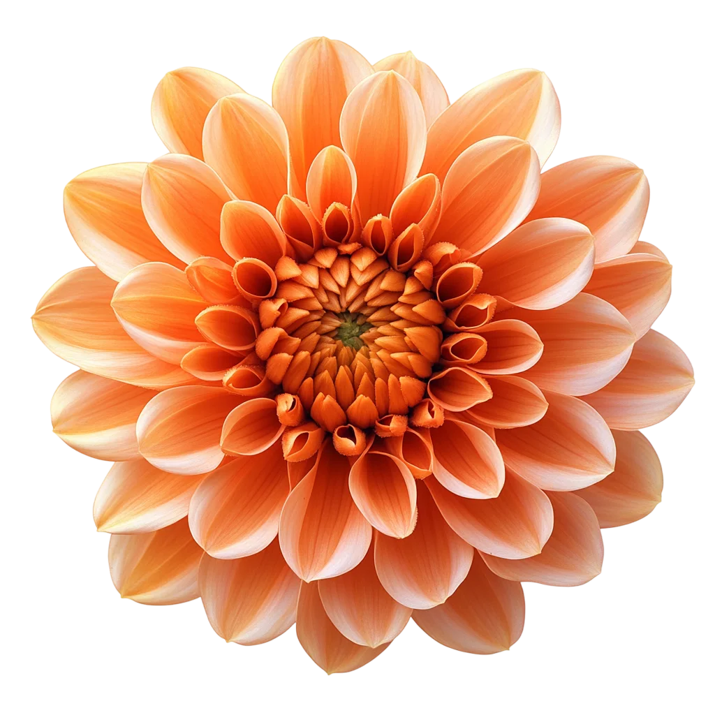 Bright Orange Dahlia Flower Bloom Clipart Free PNG