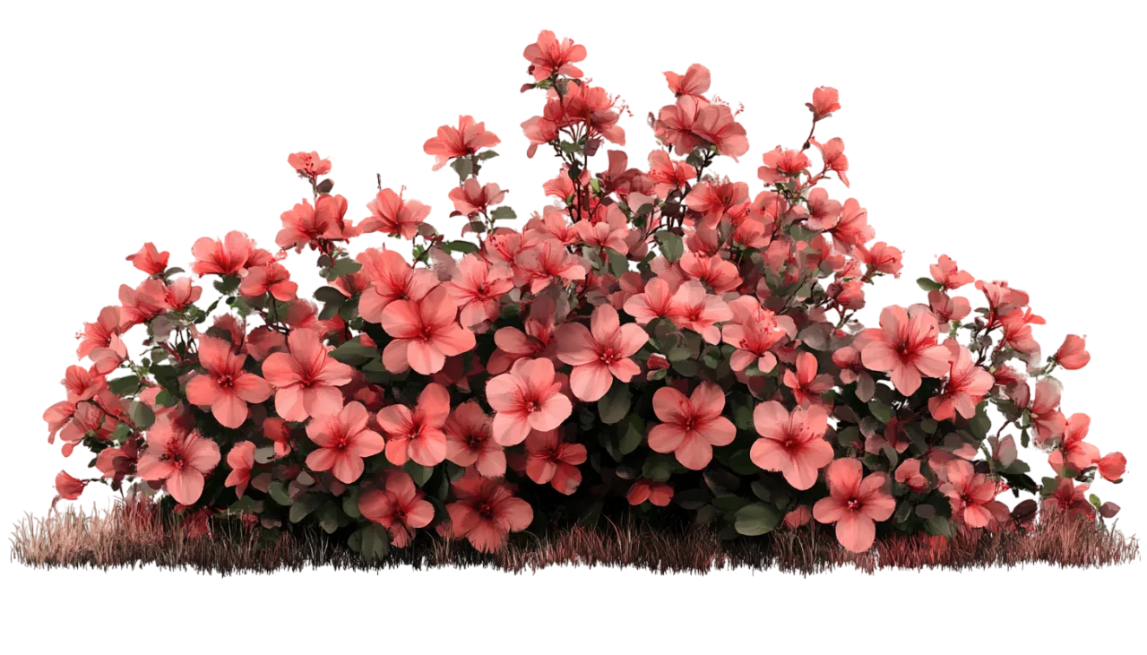 Blooming Red Azalea Bush Flowers Free PNG