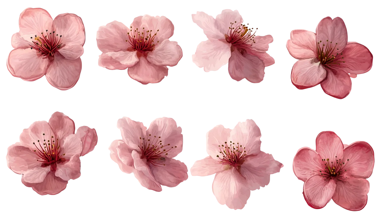 Pink Cherry Blossom Flower Heads Set Free PNG