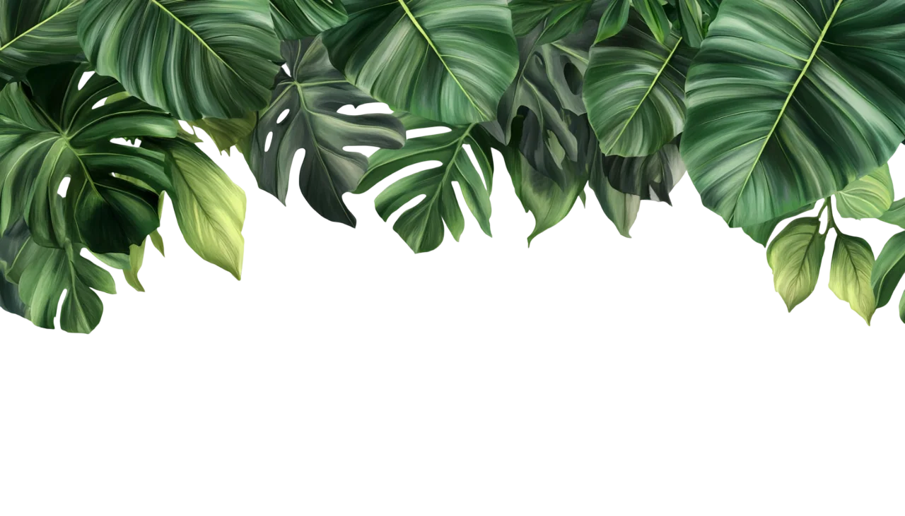 Hanging Tropical Palm Leaves Greenery Border Free PNG