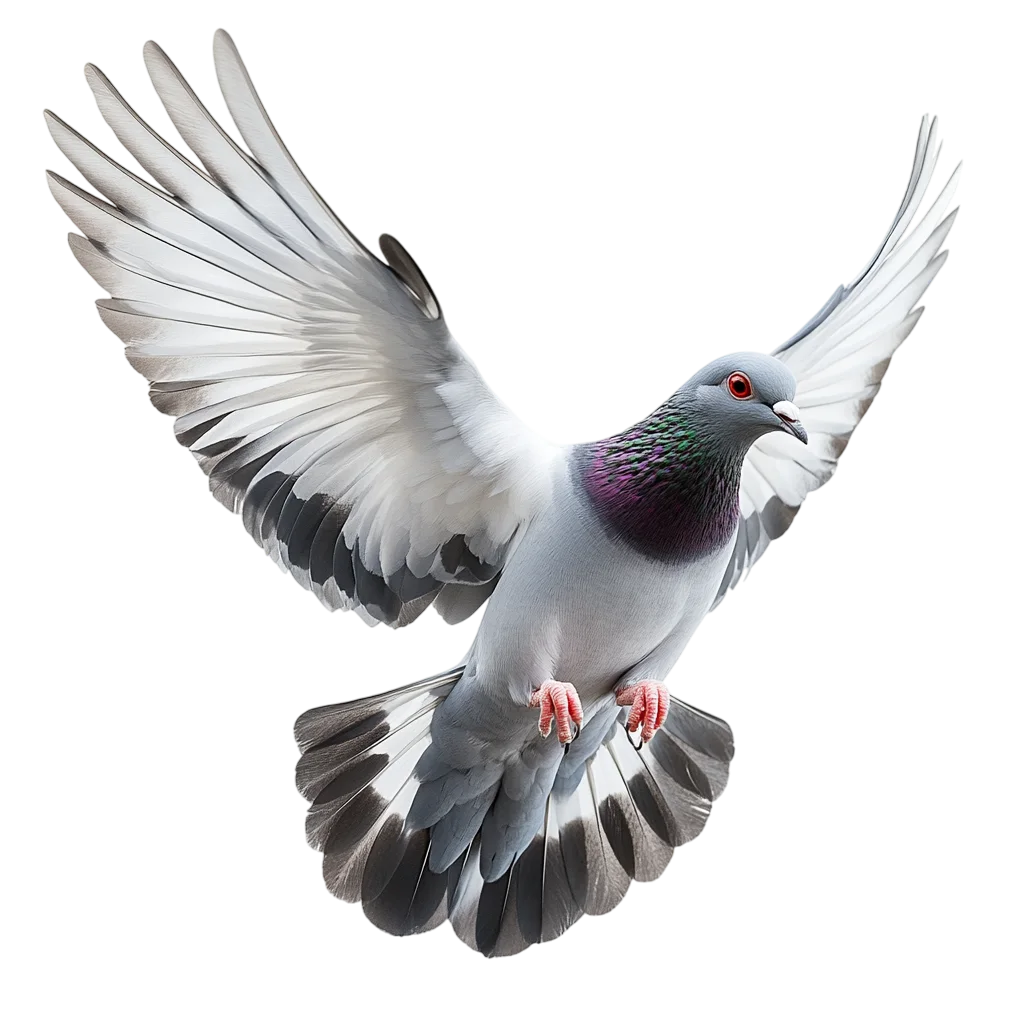 Pigeon Flying Midair with Open Wings Free PNG