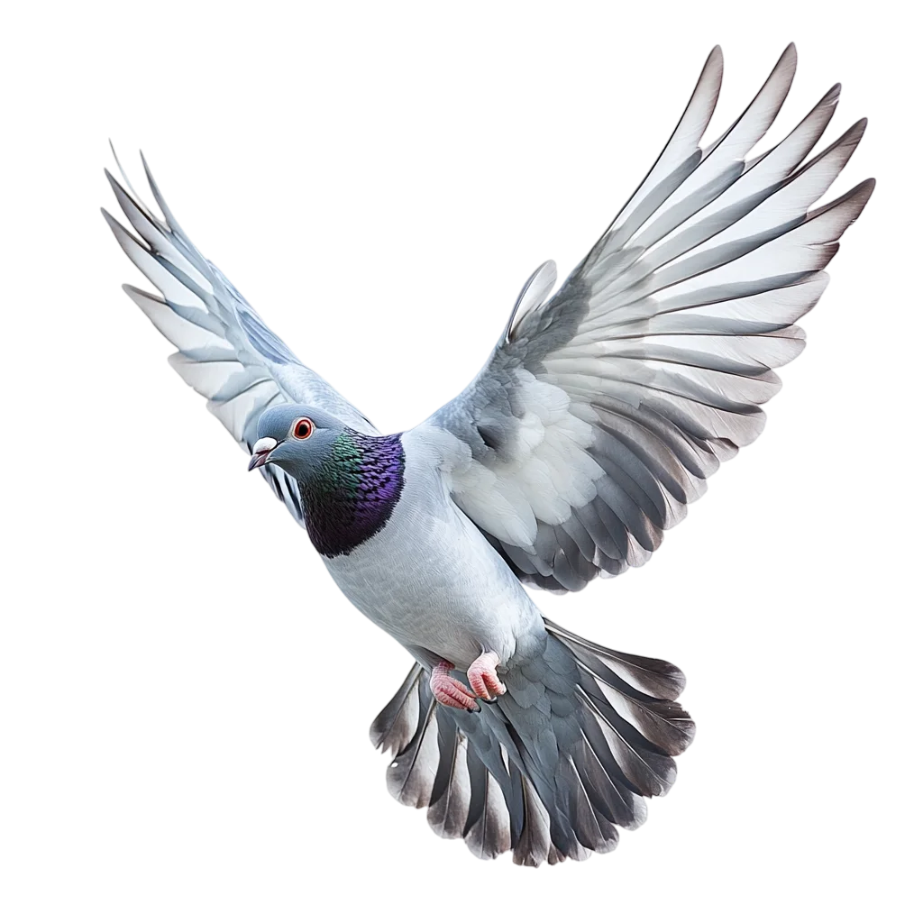 Flying Pigeon Bird Spreading Wings Free PNG