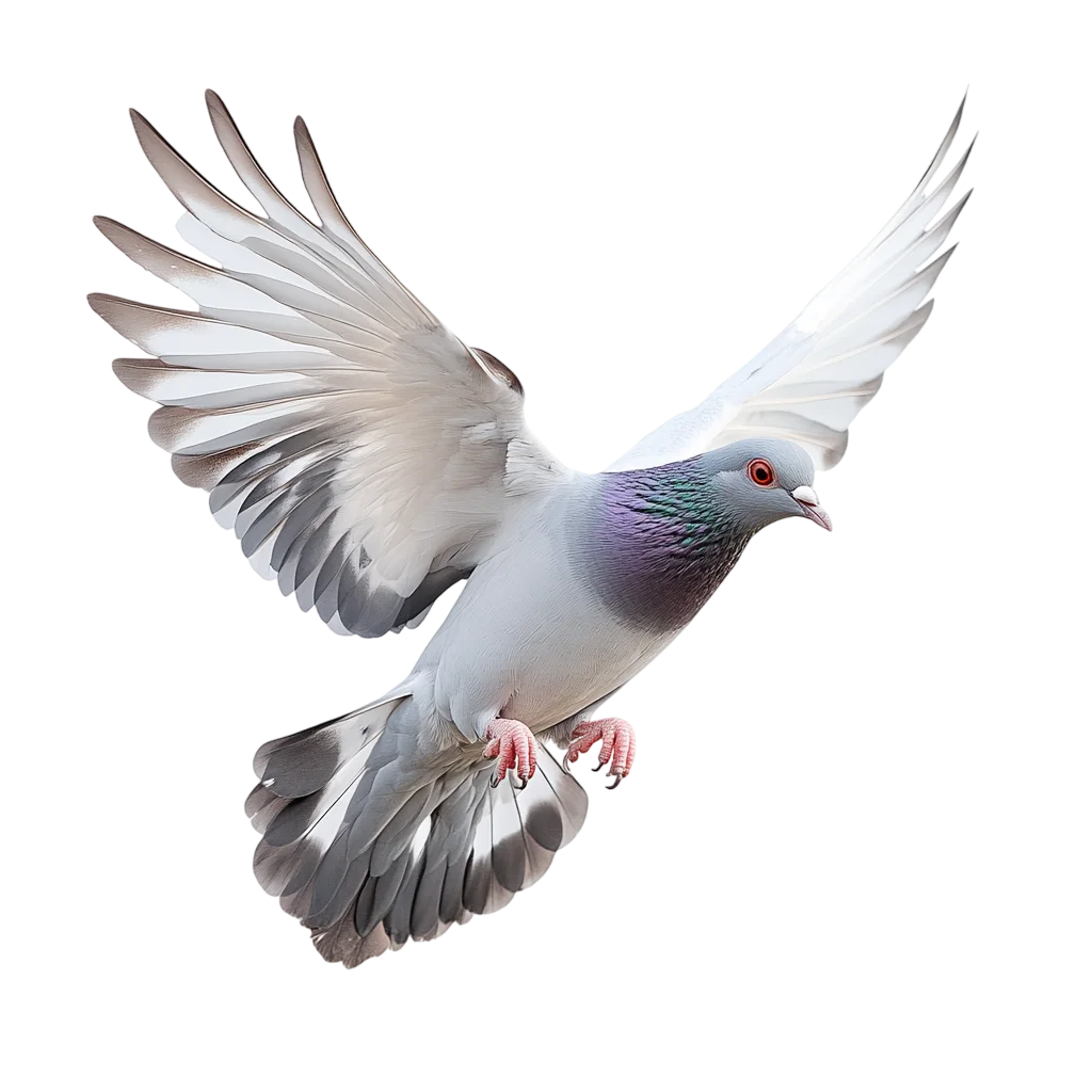 Flying White Pigeon Dove Bird Free PNG Cutout
