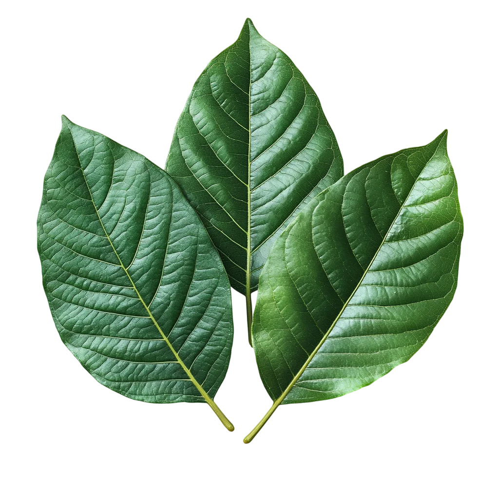 Three Green Broad Tree Leaves Foliage Cutout Free PNG