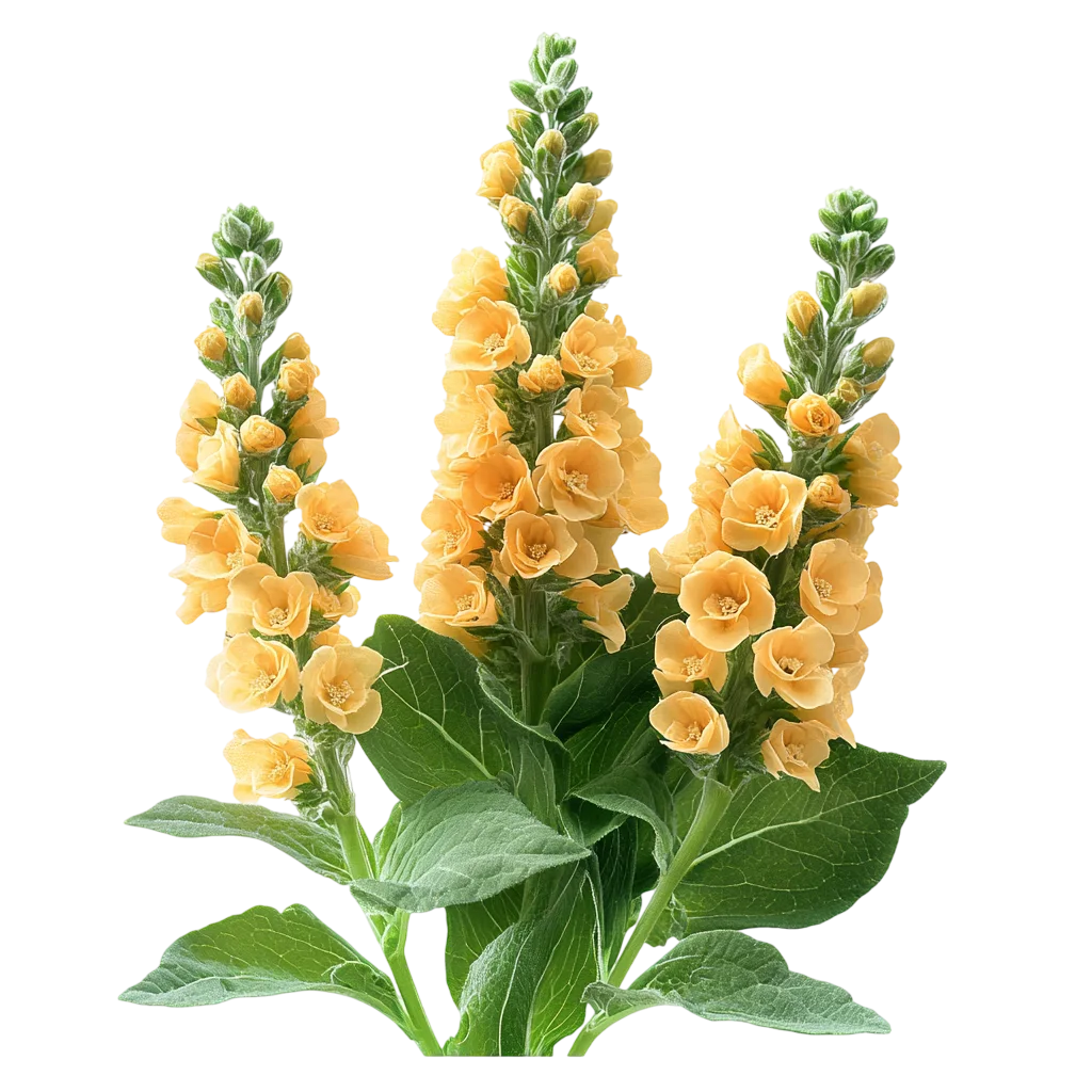 Tall Yellow Snapdragon Flower Stalks Free PNG