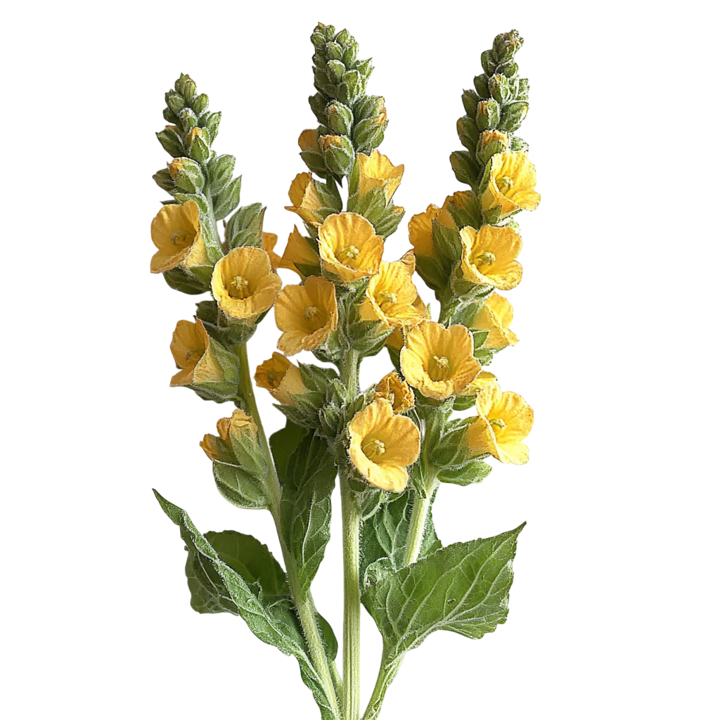 Yellow Snapdragon Wildflower Stems Bouquet Free PNG
