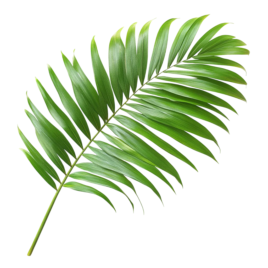 Long Green Tropical Palm Frond Leaf Branch Free PNG