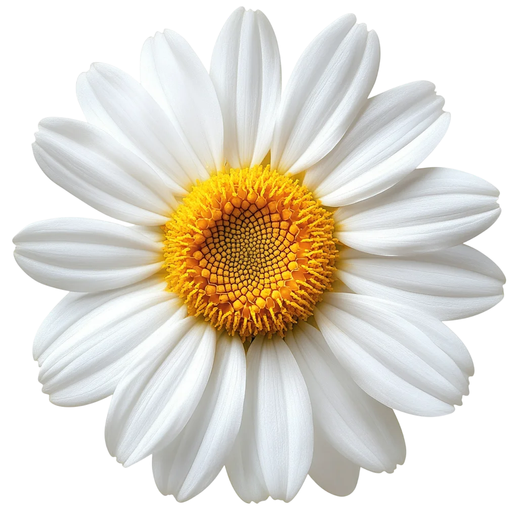 Single White Daisy Flower Top View Bloom Free PNG