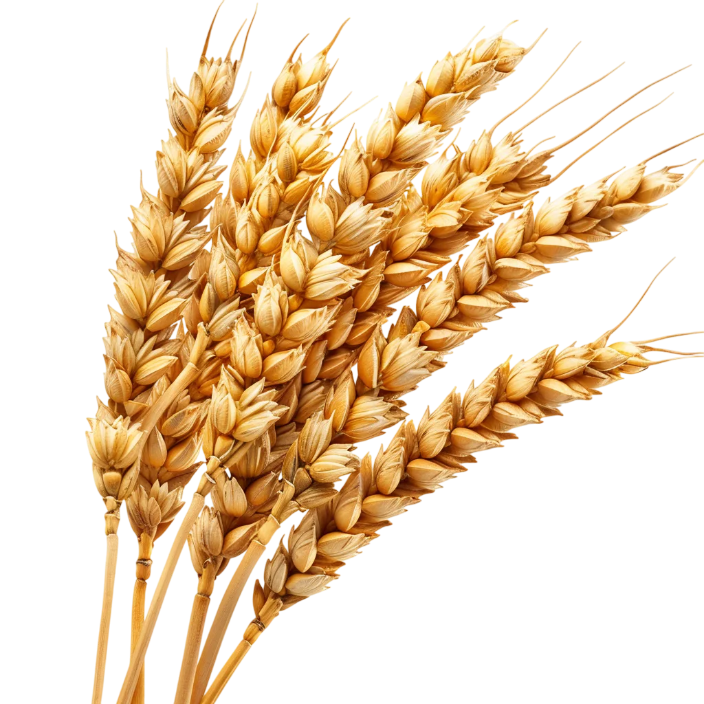 Bundle of Ripe Golden Wheat Stalks Free PNG