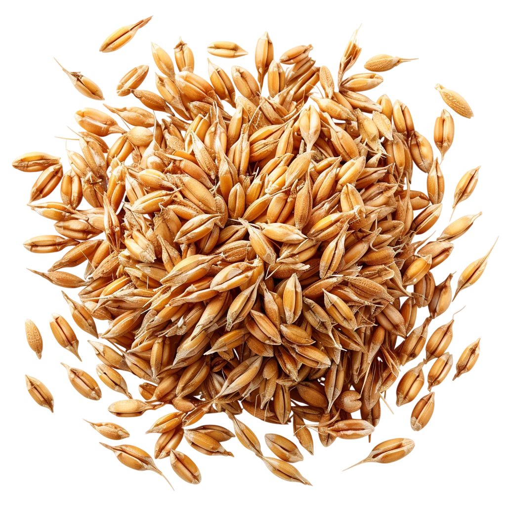 Pile of Raw Whole Wheat Grains Harvest Free PNG