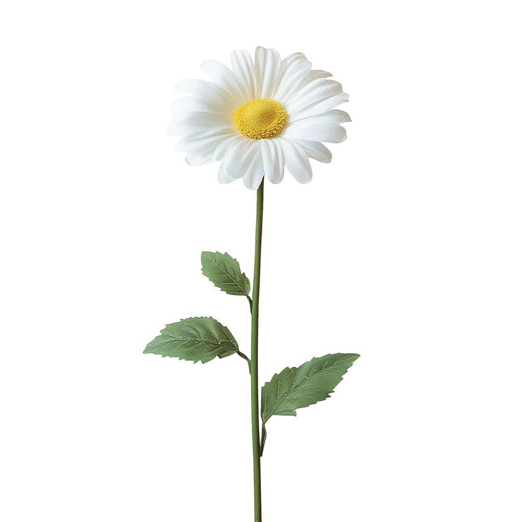 White Daisy Flower on Long Green Stem Free PNG