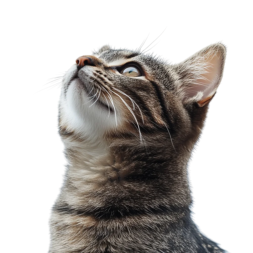 Curious Tabby Cat Head Looking Upward Free PNG