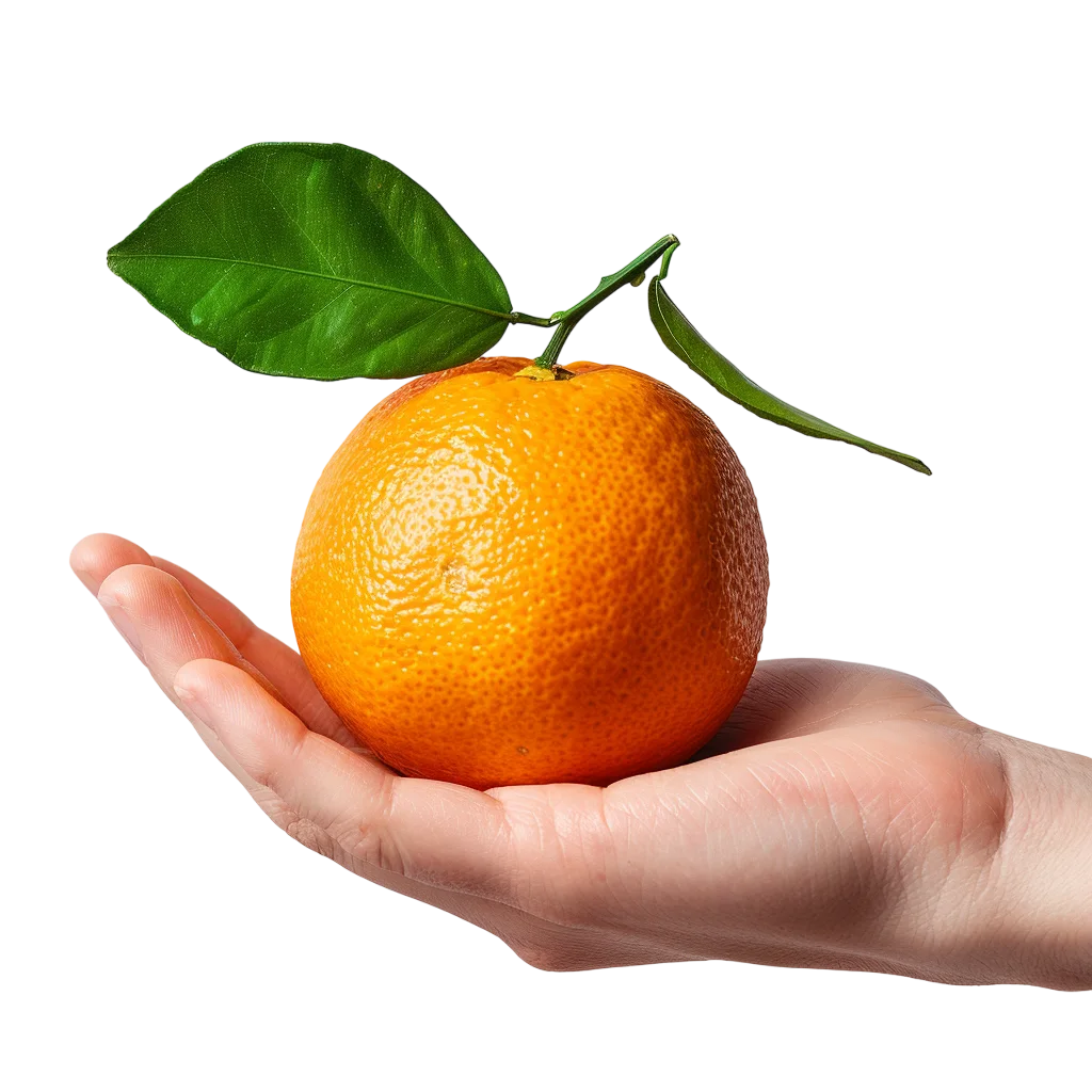 Fresh Orange with Green Leaves in Hand Free PNG