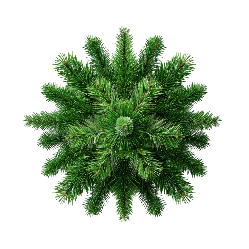 Evergreen Pine Bush Top View Plant Free PNG