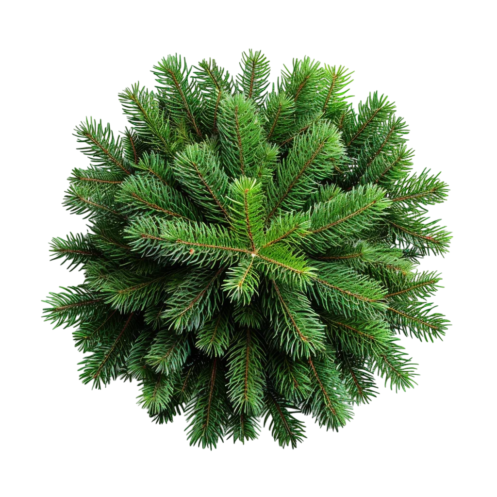 Round Green Bush Top View Shrub Free PNG Cutout